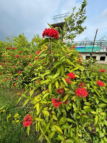 Ixora in bloom across the grounds