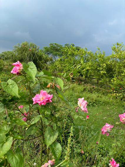 Roses flowering in the garden