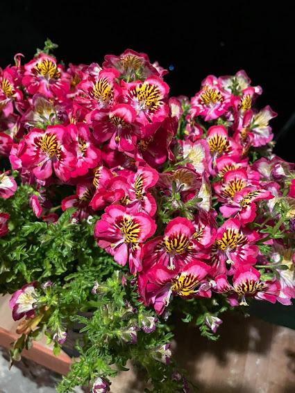 Flowers on the balcony