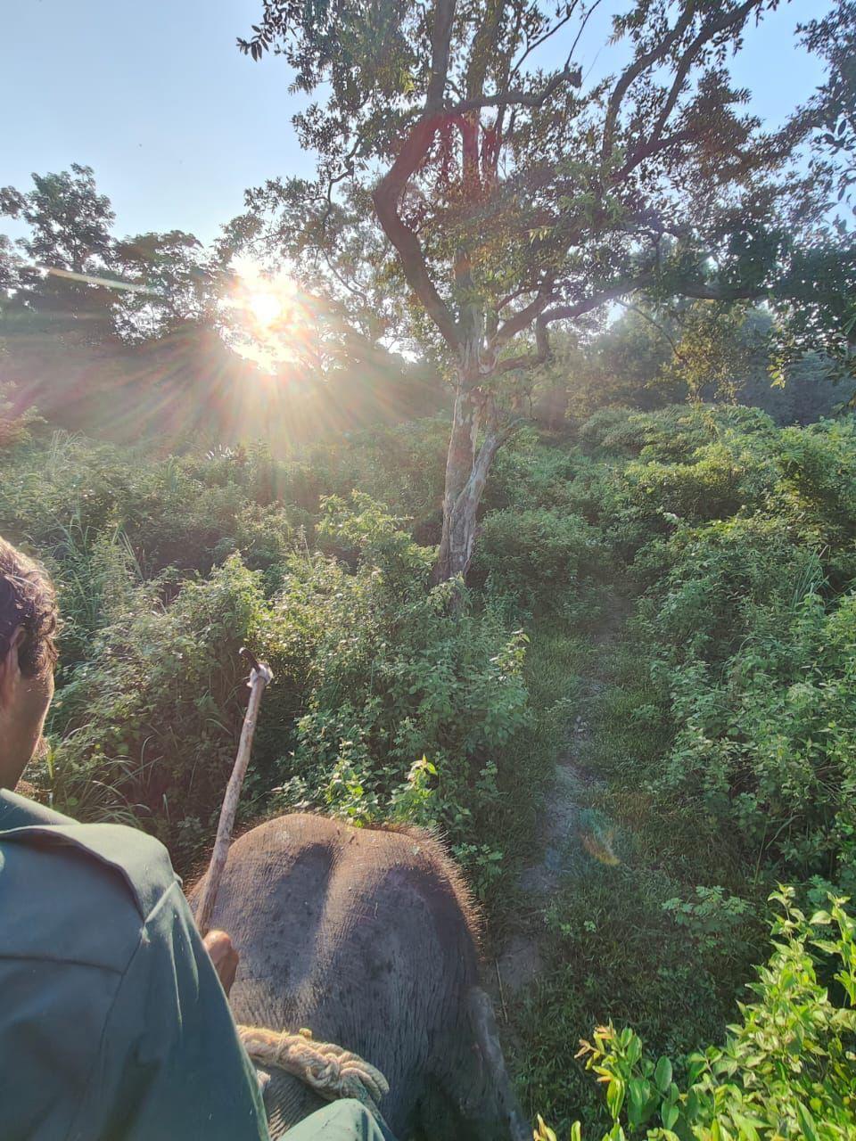 Elephant safari at Jaldapara