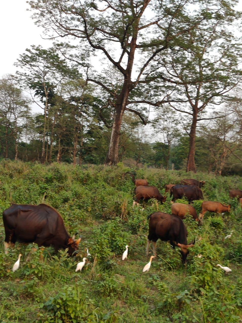 Forest safari near Jaldapara