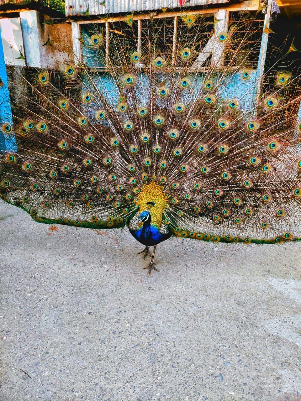 A peacock on the property