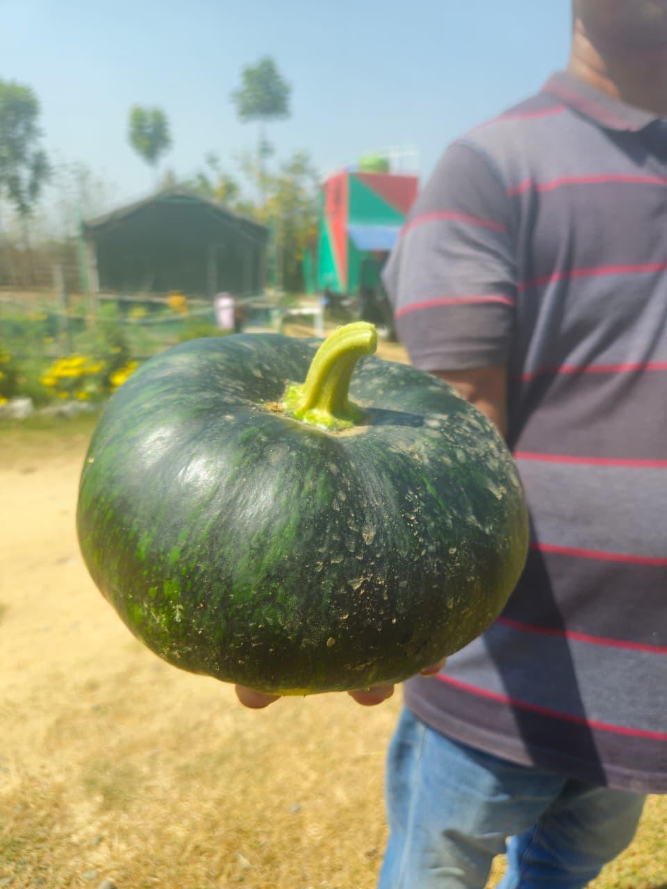 Farming at Resort