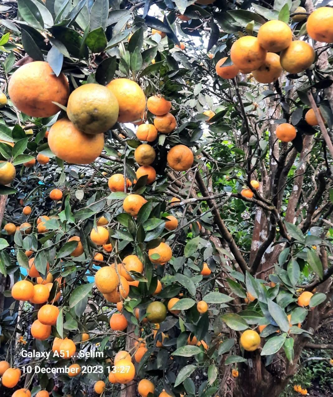 Orange Garden at Sittong