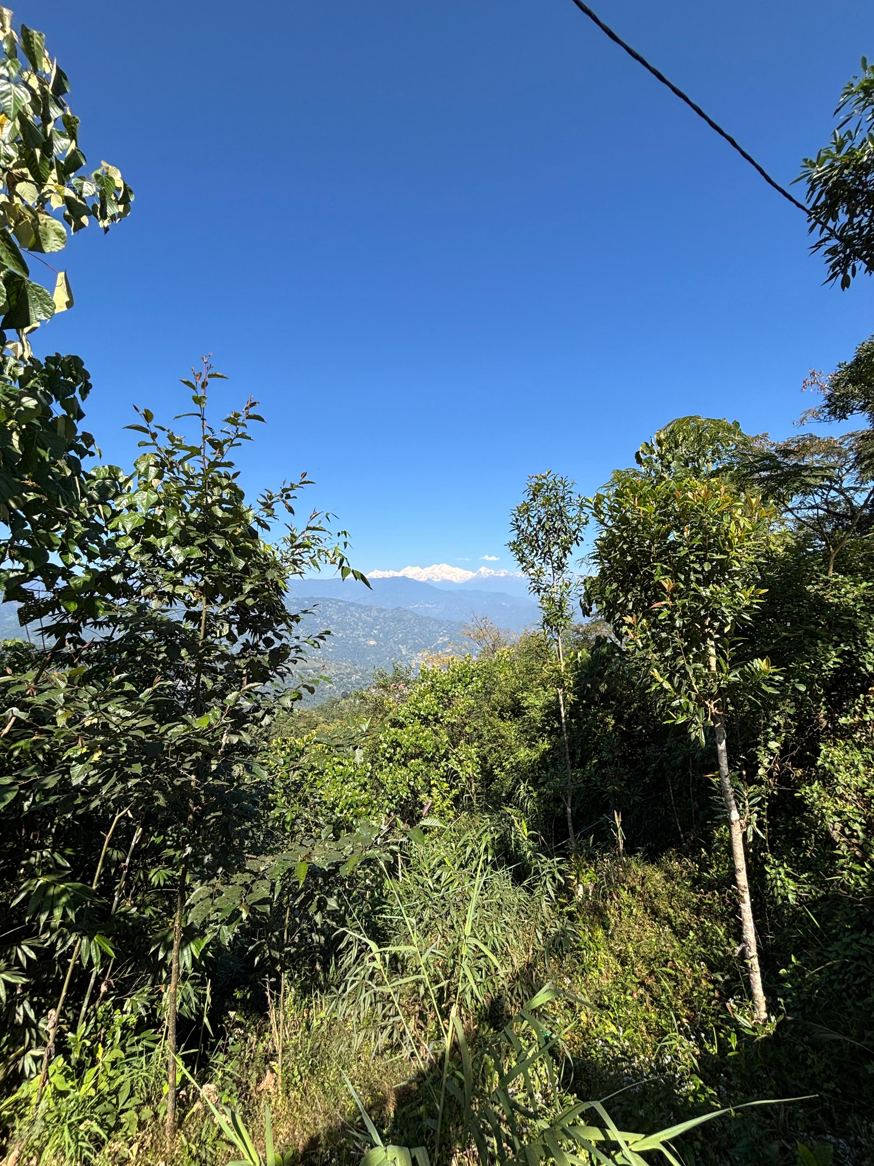 Risheehat Moktan Homestay