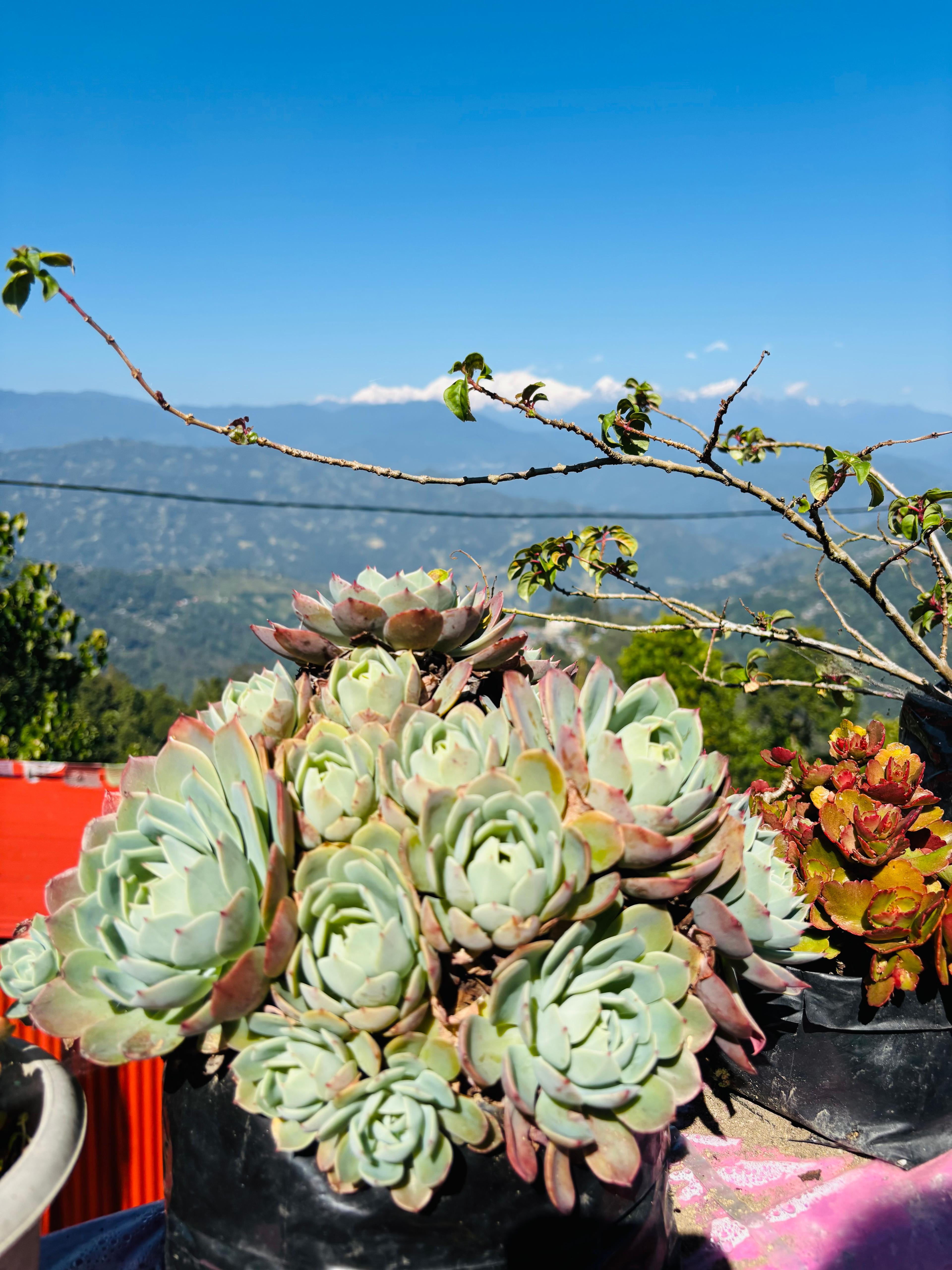 Kanchenjungha View From Risheehat