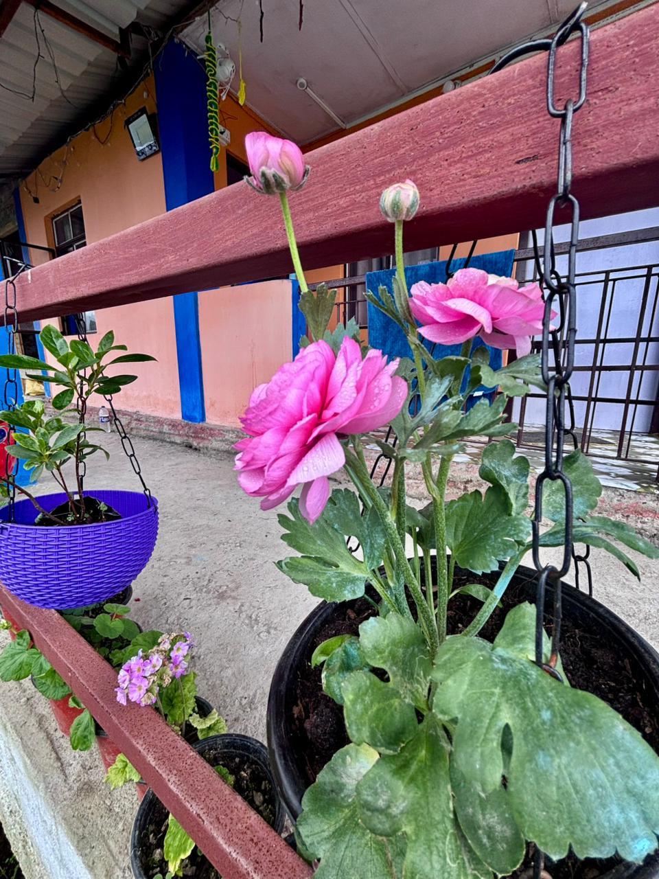 PineCone Homestay Sillery Gaon photo 10