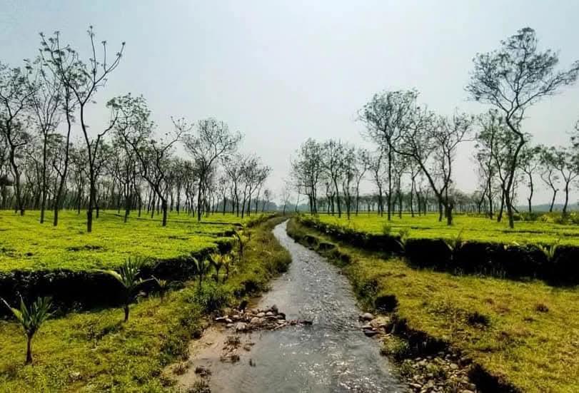 Tea Garden near nagrakata property