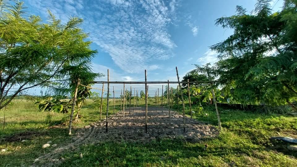 Royal Eco Hut , Nagrakata, Dooars photo 12