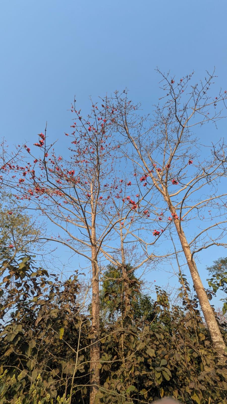 Sisamara River View Forest Villa photo 27