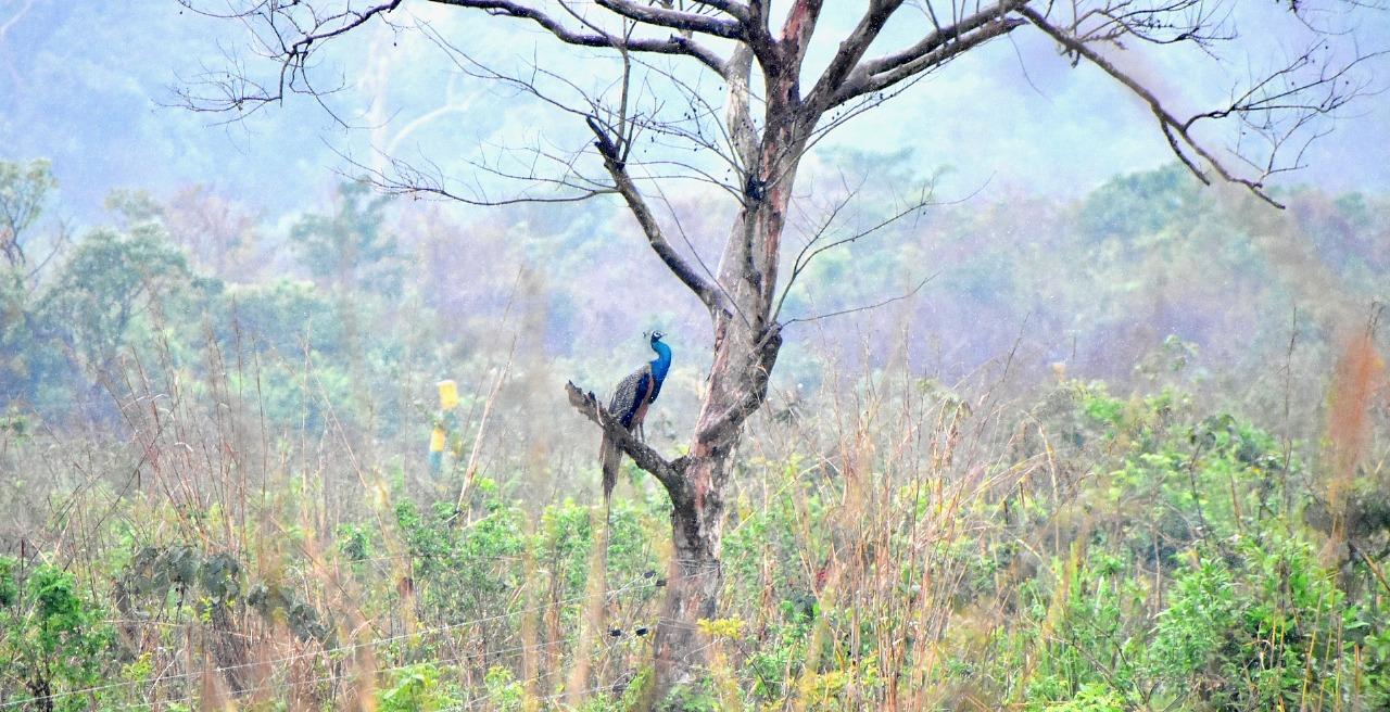 Sisamara River View Forest Villa photo 35