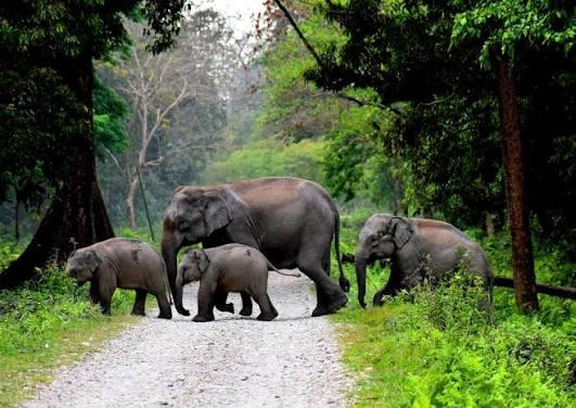 Elephants in Dooars Forest. (source - Bengal Tourism)